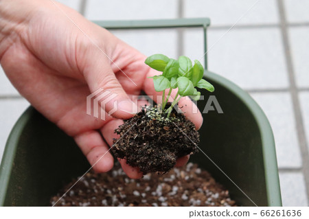 Basil kitchen garden 66261636