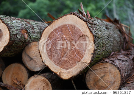 Thinned timber of cedar Thinned timber of cedar 66261837