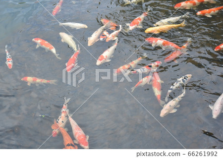 鯉魚游泳 鯉魚游泳 66261992