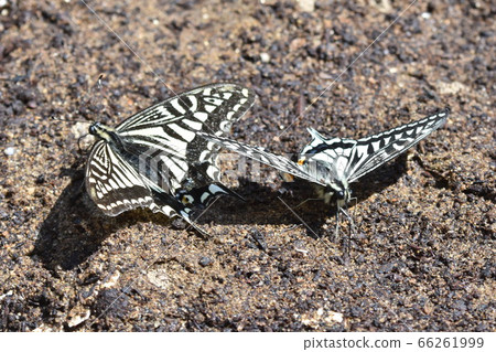 Swallowtail butterfly male and female 66261999
