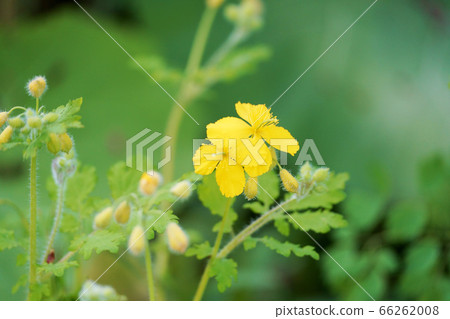 Kusanou "Wild grass" 66262008