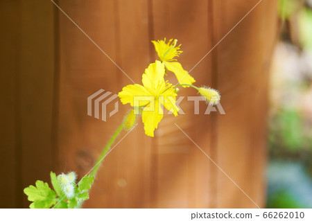 Kusanou "Wild grass" 66262010