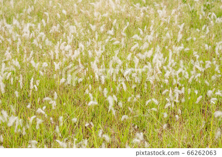 Fluffy panicles 66262063