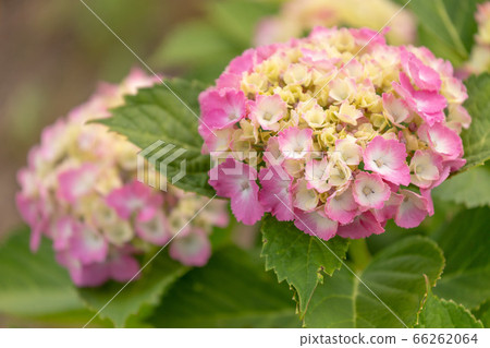 Hydrangea flowers that have been colored Hydrangea flowers that have been colored 66262064