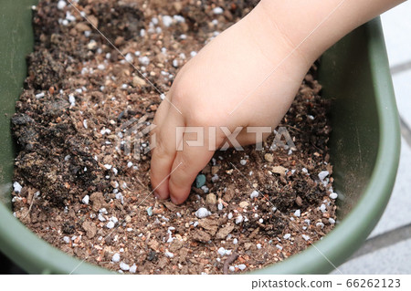 Family gardening with parents Family gardening with parents 66262123