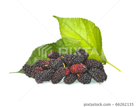 Morus (mulberry) on white background 66262135