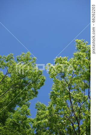 Fresh green 66262203