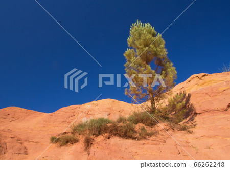Lonely pine on the ocher hill Lonely pine on the ocher hill 66262248