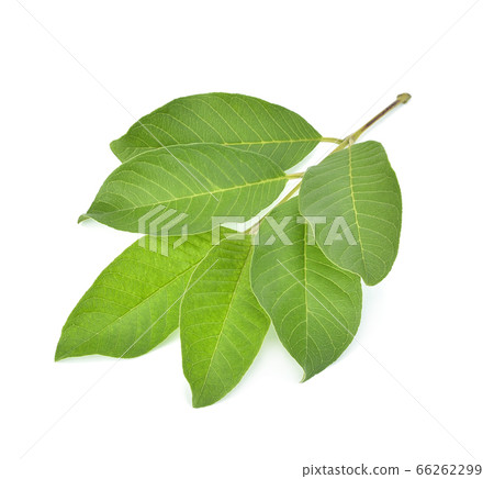 Guava leaf isolated on white background. 66262299