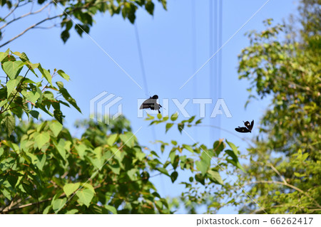 蝴蝶[Monchiageu]在山上的求愛行為 66262417