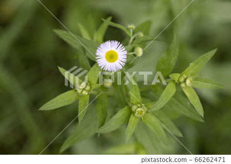 燈盞細辛 66262471