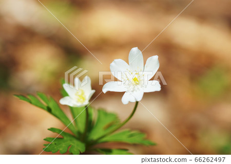 Nirinsou "Yamano grass" 66262497