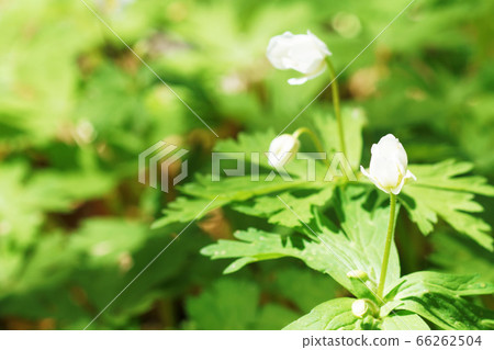 Nirinsou "Yamano grass" Nirinsou "Yamano grass" 66262504