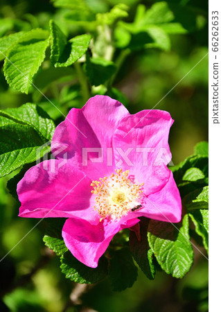 拍攝初夏在北海道江上市盛開的hamanasu花的照片 拍攝初夏在北海道江上市盛開的hamanasu花的照片 66262633