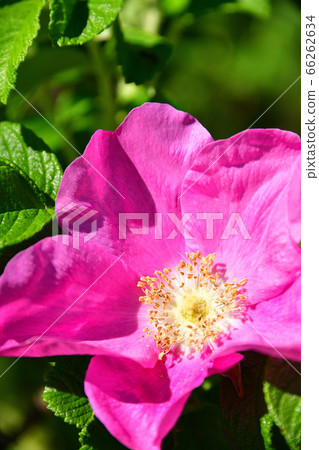 Take a picture of a hamanasu flower in full bloom in Esashi, Hokkaido in early summer Take a picture of a hamanasu flower in full bloom in Esashi, Hokkaido in early summer 66262634