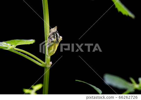 燕尾出現的時刻 燕尾出現的時刻 66262726