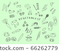 Vegetable Illustration 66262779
