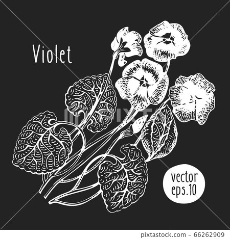 Hand drawn flower illustration. Vector violet Hand drawn flower illustration. Vector violet 66262909
