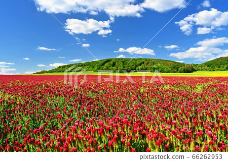 Beautiful blooming red clover in the field. Natural colorful background. Beautiful landscape in the Czech Republic - Europe.. 66262953