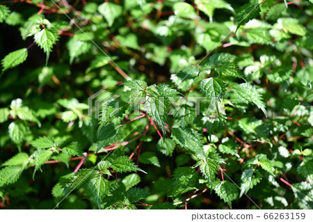 Young leaves of Koakaso Young leaves of Koakaso 66263159