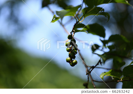 菊樹果 菊樹果 66263242