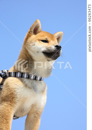 Shiba Inu puppy 66263473