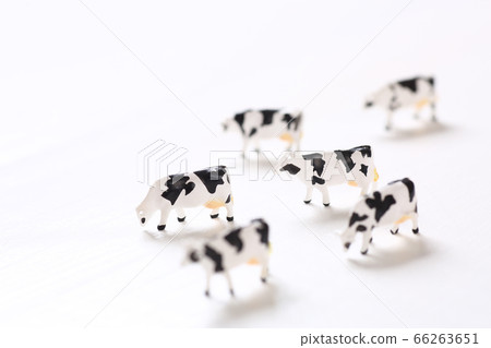 一頭小型牛 66263651