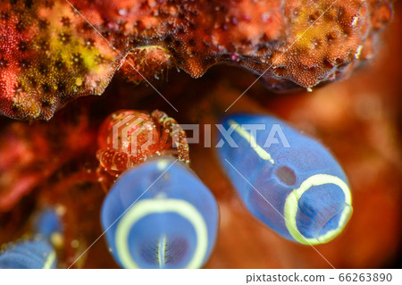 射手座花椰菜 66263890