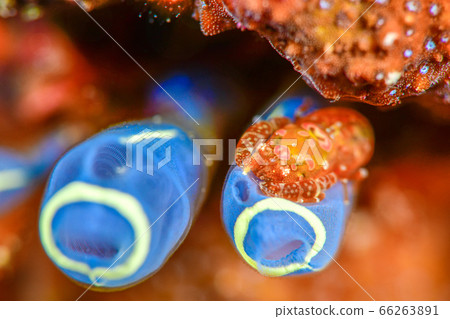 射手座花椰菜 66263891