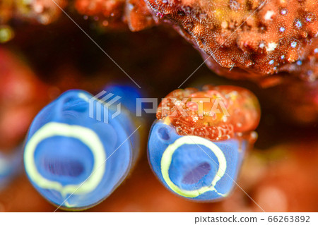 射手座花椰菜 射手座花椰菜 66263892