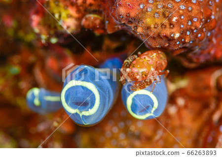 Sagittarius cauliflower 66263893