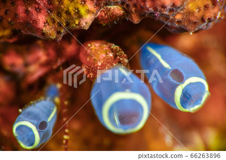 射手座花椰菜 66263896