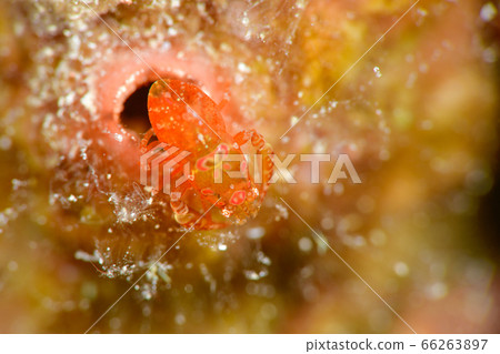 Sagittarius cauliflower 66263897