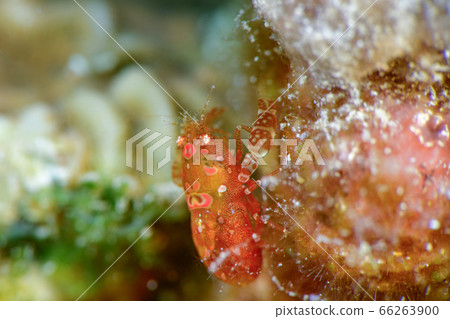 Sagittarius cauliflower 66263900