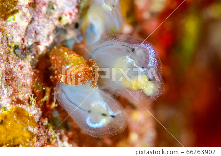 射手座花椰菜 66263902