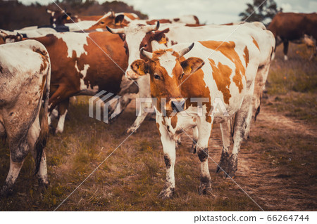 Cattle grazing in a field on the cloudy sky background Cattle grazing in a field on the cloudy sky background 66264744