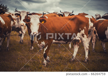 Cattle grazing in a field on the cloudy sky background Cattle grazing in a field on the cloudy sky background 66264759