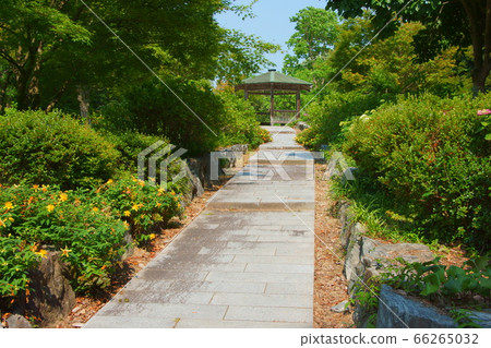 坡上的洞爺 66265032