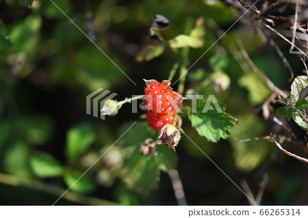 尼加草莓果實 66265314