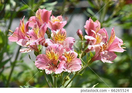 Alstroemeria (Lily Narcissus) Alstroemeria (Lily Narcissus) 66265524