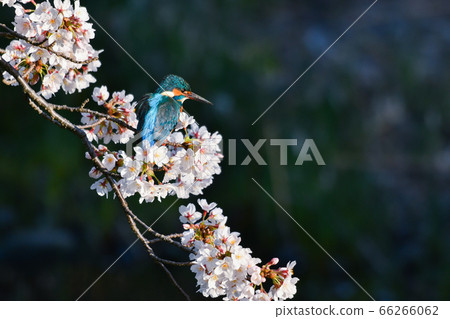 Cherry blossoms in full bloom and kingfishers 66266062
