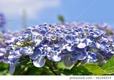 Uzuyasai(渦旋繡球花) Uzuyasai(渦旋繡球花) 66266654