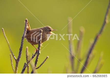 ren在清晨唱歌（北海道） 66266985