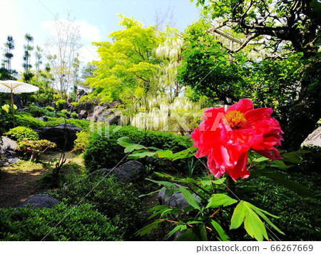 清新綠色的日本庭園中盛開的白色紫藤 前景中的大紅牡丹口音 照片素材 圖片 圖庫