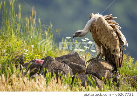 Griffon vulture feeding on meat in sunlit summer nature 66267721