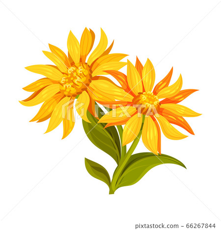 Arnica Yellow or Orange Flower Head with Long Ray Florets on Green Stem Vector Illustration 66267844