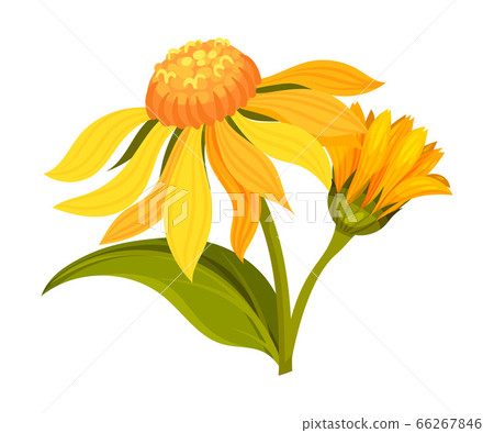 Arnica Yellow or Orange Flower Head with Long Ray Florets on Green Stem Vector Illustration 66267846