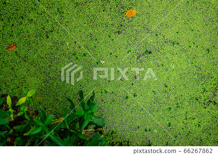 Top view of green fresh duckweed and dry leaves 66267862