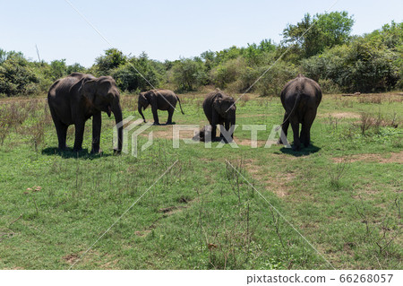 Close up of elephant family with a newborn baby elephant in a National Park of Sri Lanka 66268057