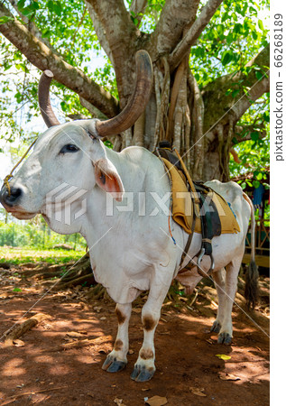 Cow with saddle for riding tourists 66268189